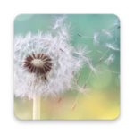 Logo of Dandelion Live Wallpapers android Application 